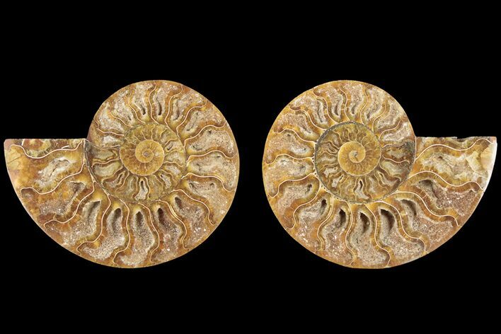 Bargain, Cut & Polished, Agatized Ammonite Fossil #184135